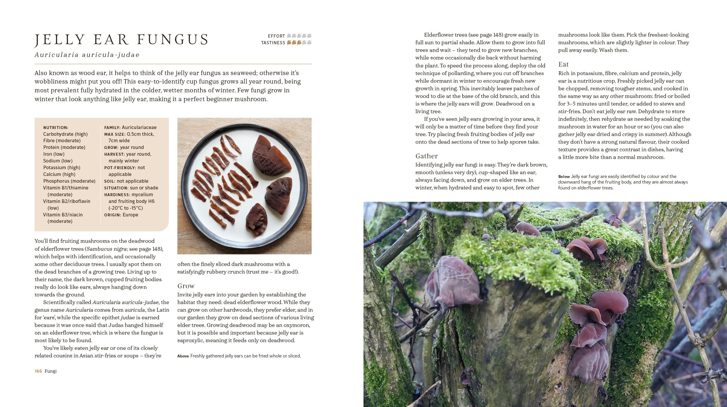 Page Spread