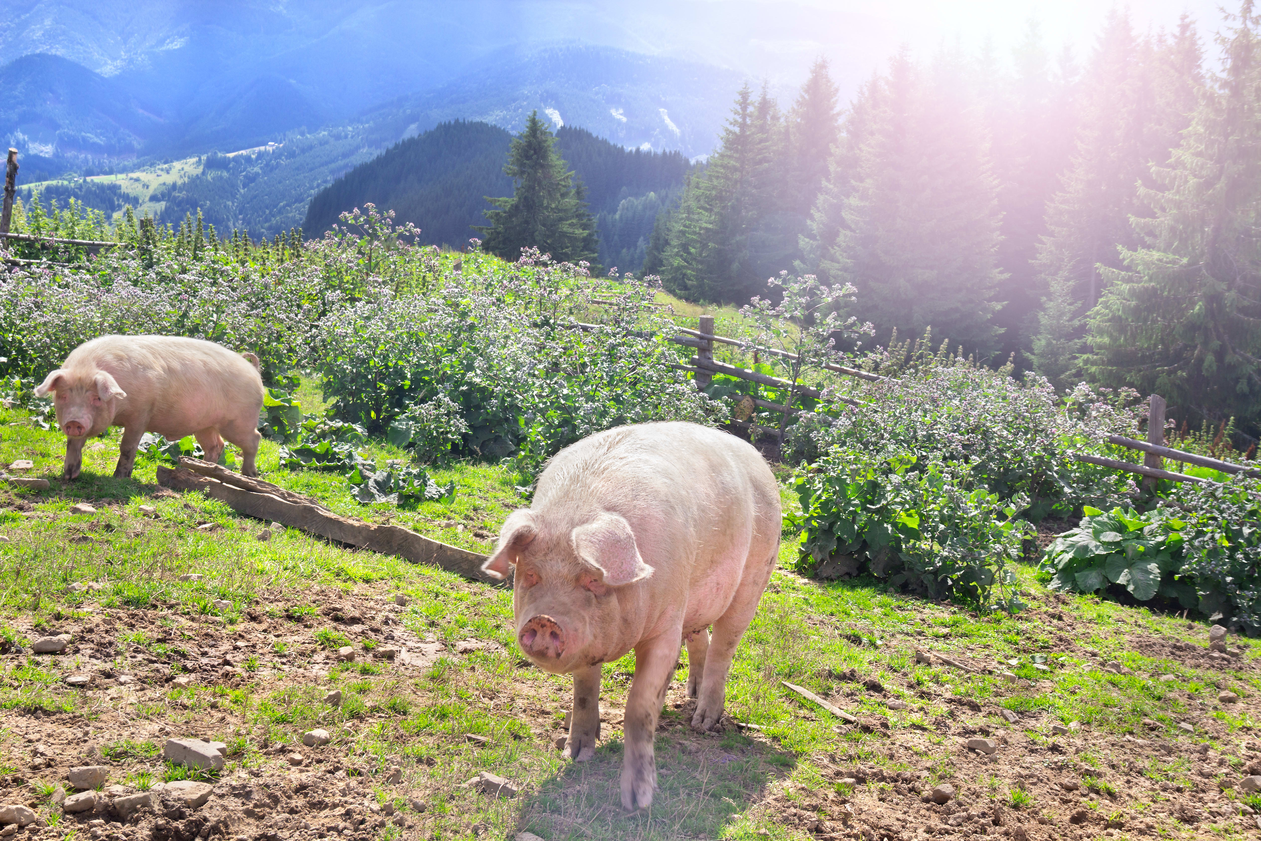 Two pigs grazing in a sunny mountain meadow. (Photo Credit: Anastasiia Malinich/Getty Images)