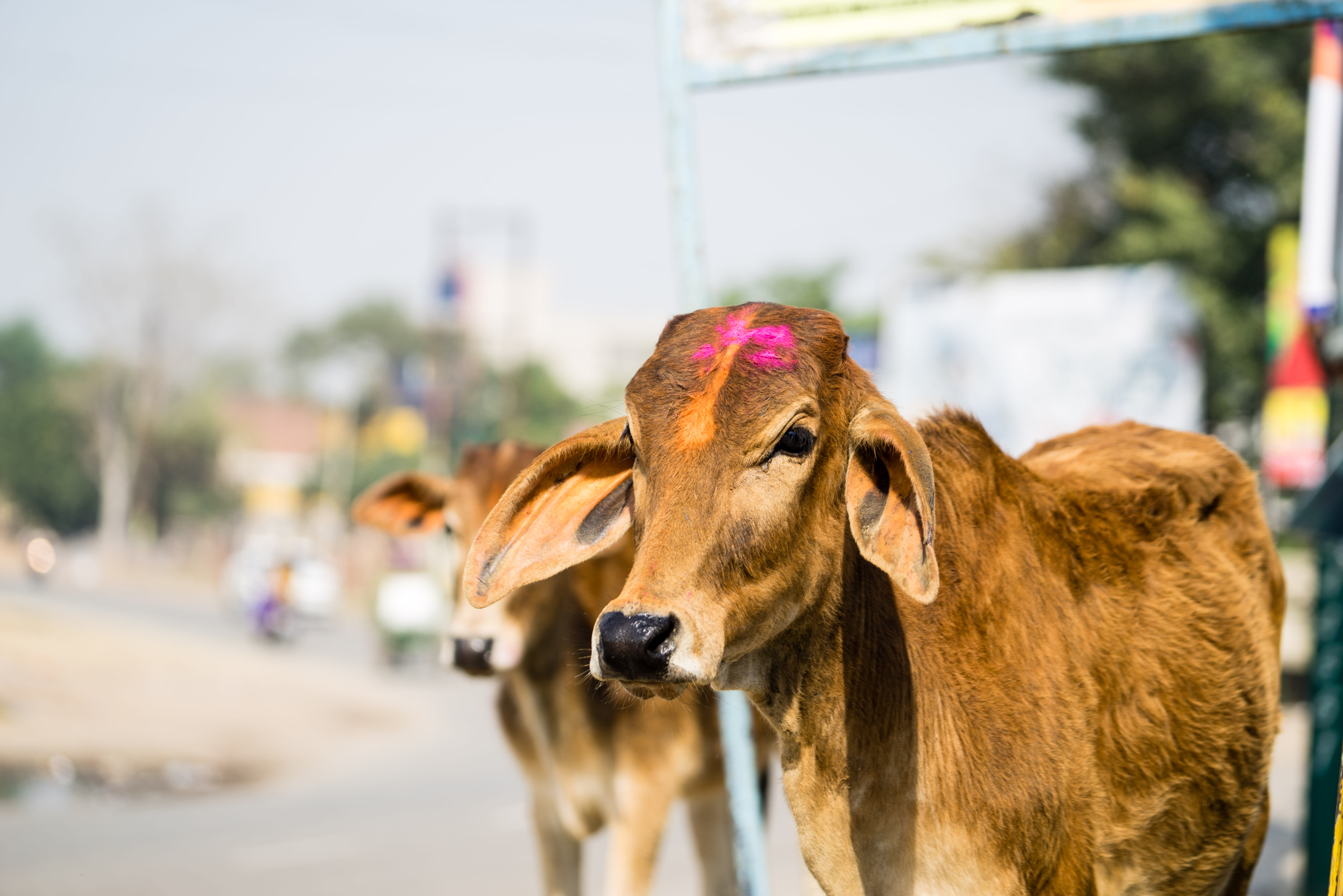 Image of Holi cows - stock photo. (Photo credit: Nigel Killeen/ Getty Images)