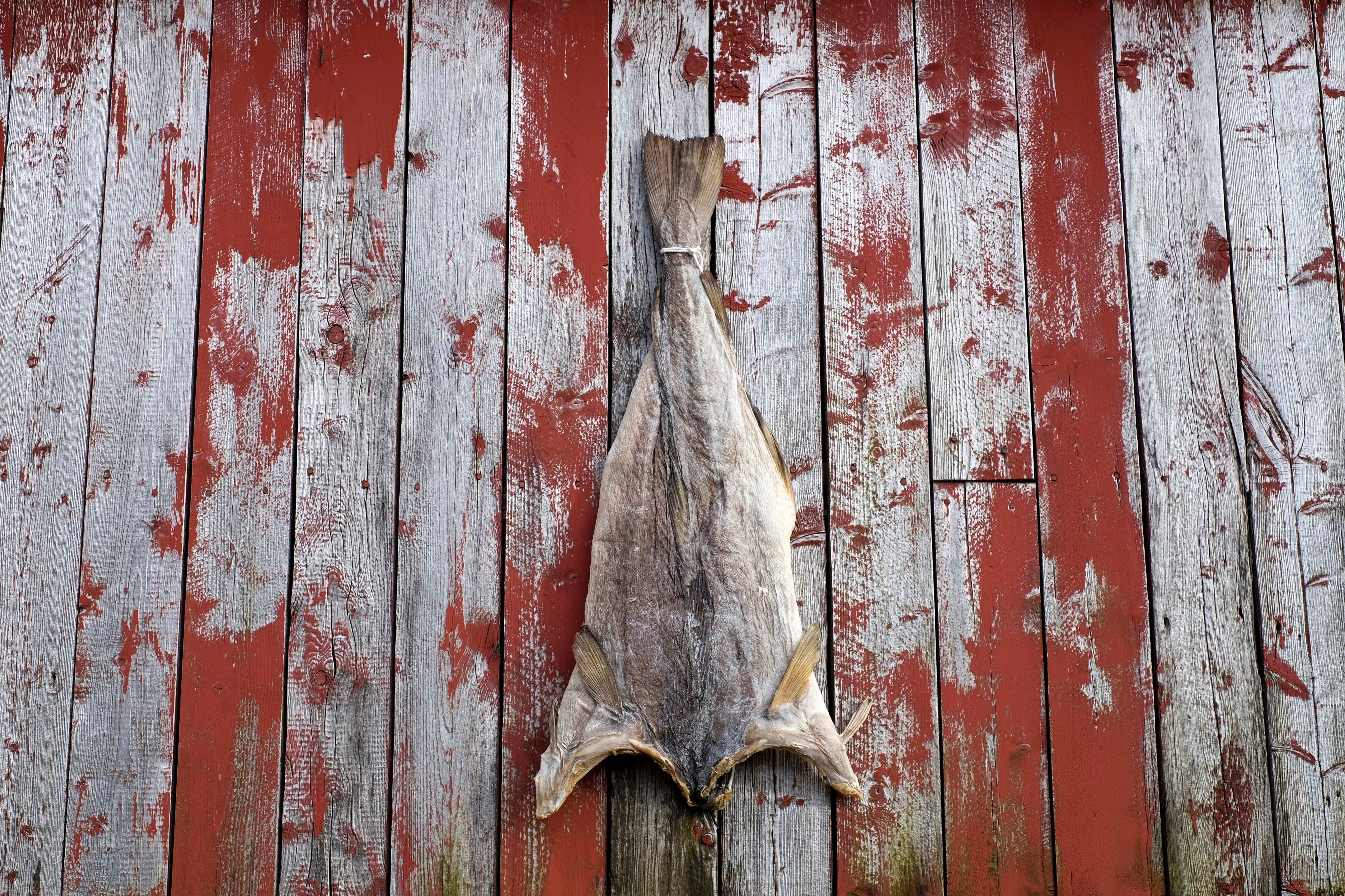 A dried salted cod (klippfisk) on a red-painted Rorbu fisherman's cabin on 24th August 2016 in the village of A, Lofoten, Norway. The Lofoten islands are famous for their jagged mountains, red-painted rorbu cabins and racks with fish hanging closely packed to dry.