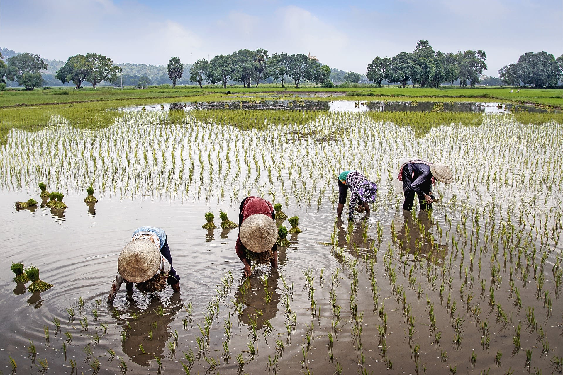 Four farmers in a field in Vietnam (Pixabay)