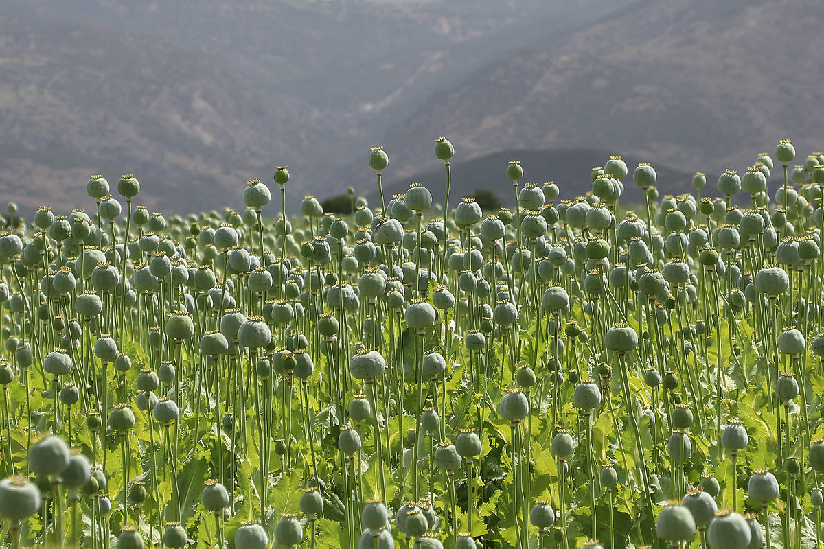 A poppy field in Turkey