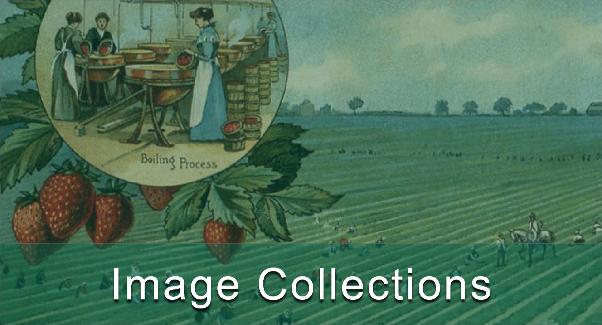 Click here to view the museum collections