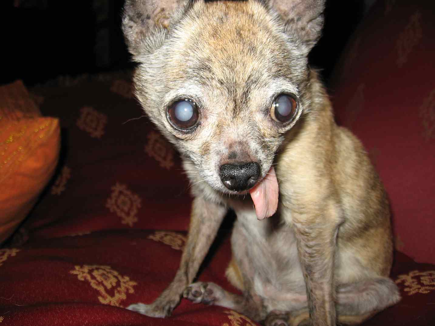 Bloomsbury Philosophy Library Ugly dog