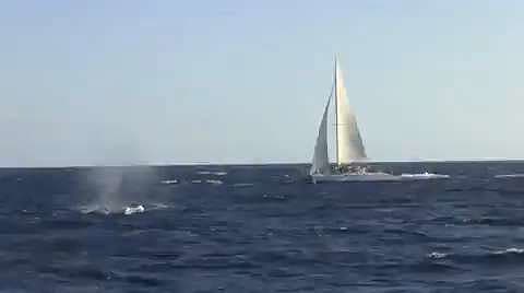 Whale Watching Standards