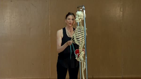 Abdominal–Hamstring Force Couple