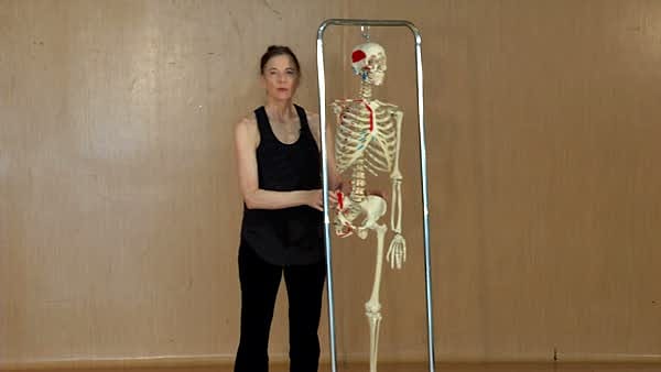 Anterior Pelvic Tilt, Posterior Pelvic Tilt, and Neutral
