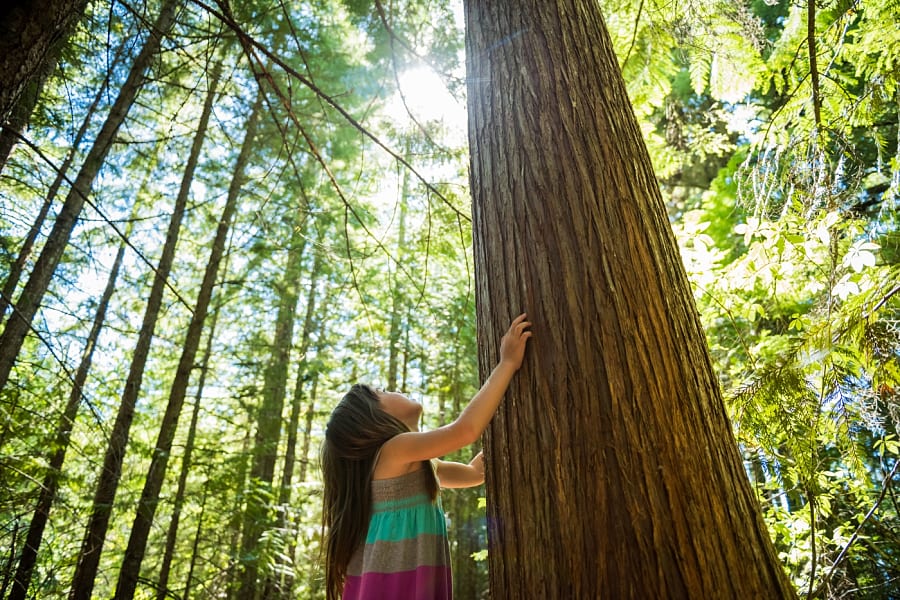 Photo of a young girl standing next to a tall tree and looking up to the top of it. The sun shines through the branches at the top.