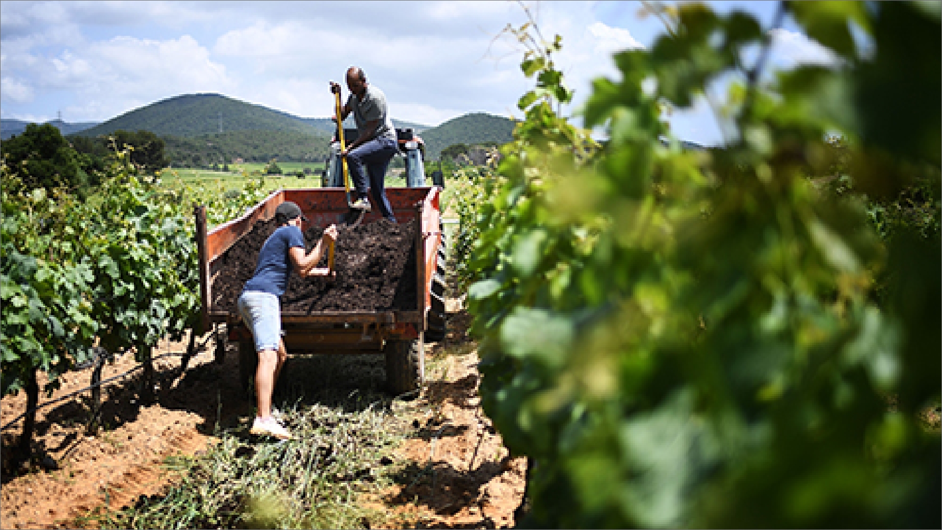 Farmers harvesting grapes at a vineyard