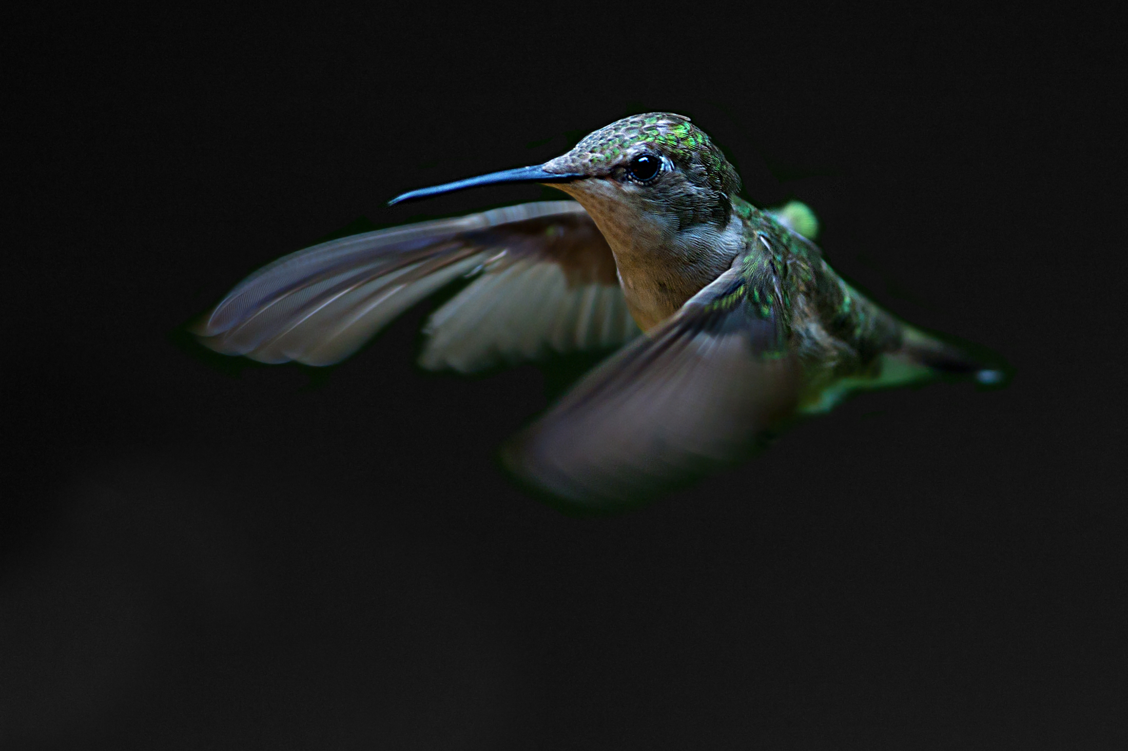 Ruby-throated hummingbird