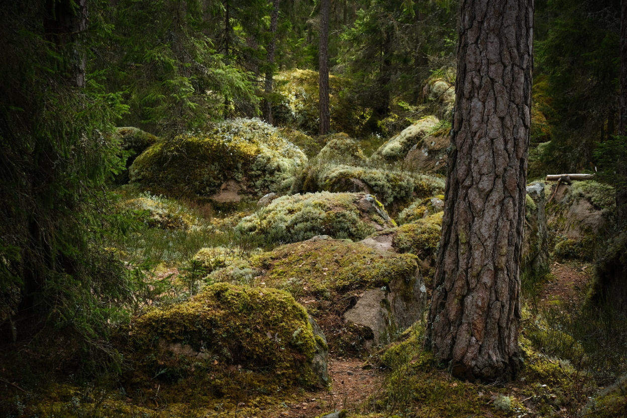 Forest environment in a primeval forest in spring in daylight