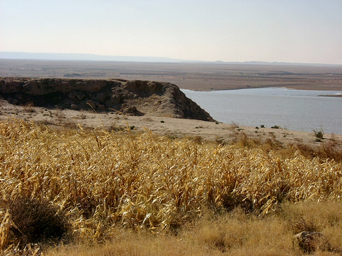 Field of cereal near the Euphrates in the northwest of modern Iraq