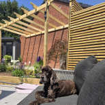 A brown dog rests on a dark outdoor sofa in the foreground, with a wooden pergola and a brick building in the background.