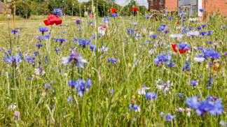 A lush meadow filled with vibrant blue cornflowers and red poppies, with a residential neighborhood and clear blue sky visible in the background.