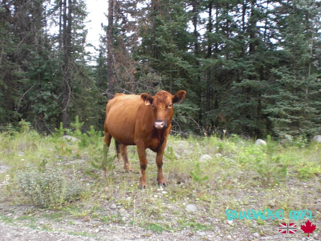 not a moose