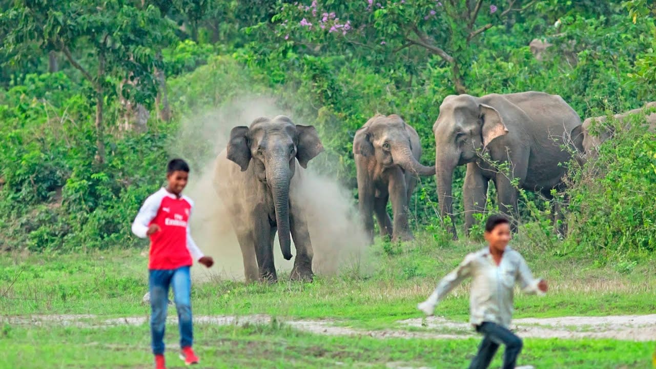 Elephants living amongst people
