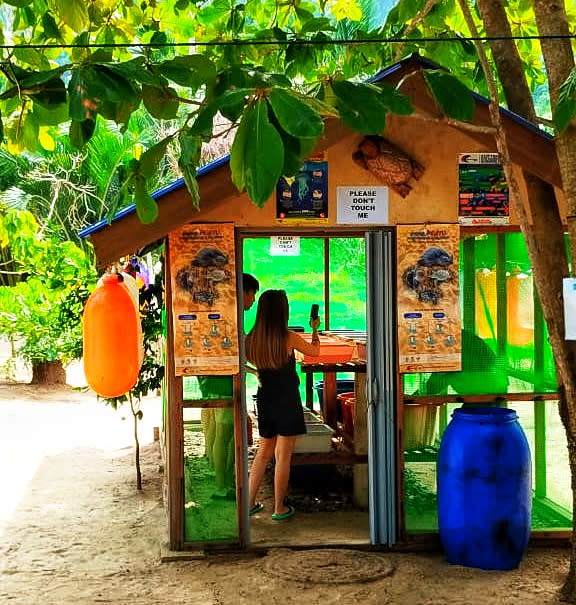 Bunot Turtle care camp shelter visit in Tioman Island with Blue Tio