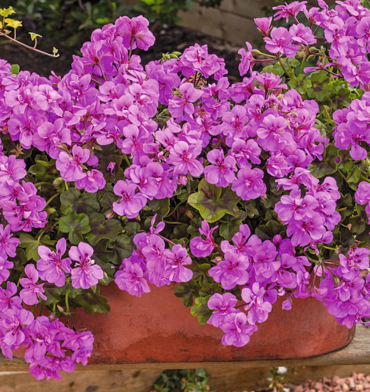 Geranien Lila 3 Stück