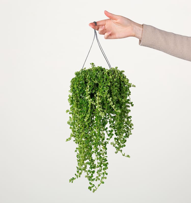 Blumen Paolo Karnevalskostüm – Weste, Hose, Stirnband, Gürtel, Einheitsgröße 52-54