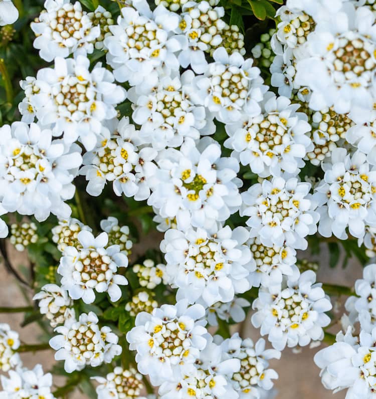 Immergrüne Schleifenblume 'Zwergschneeflocke' 3 Stück