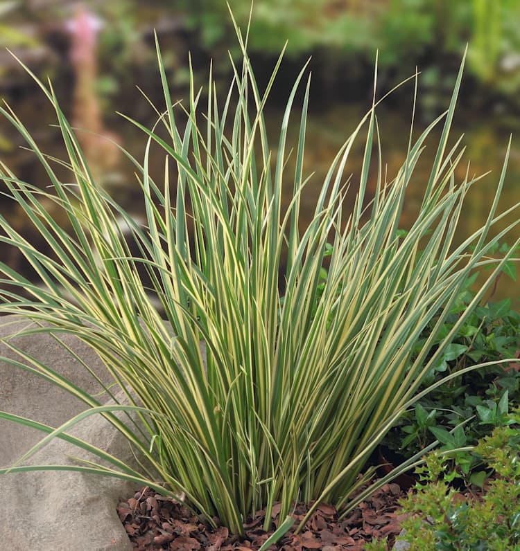 Acorus 'Argenteostratus'