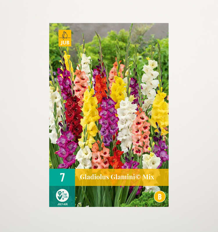 ZwergGladiolen 'Glamini© Mix' 7 Knollen