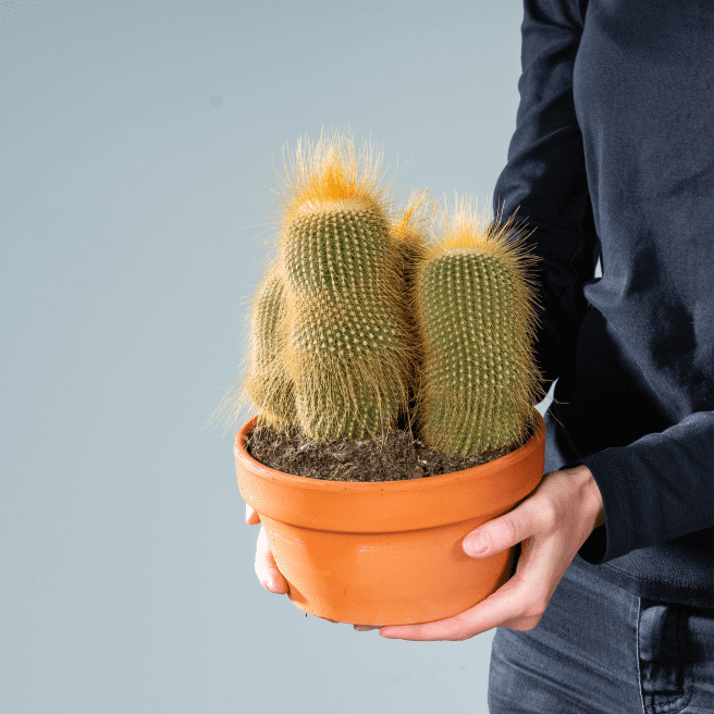 Goldsäulen-Kaktus