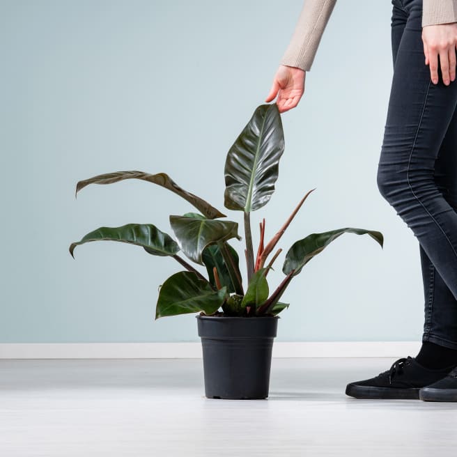 Philodendron 'Imperial Red' M