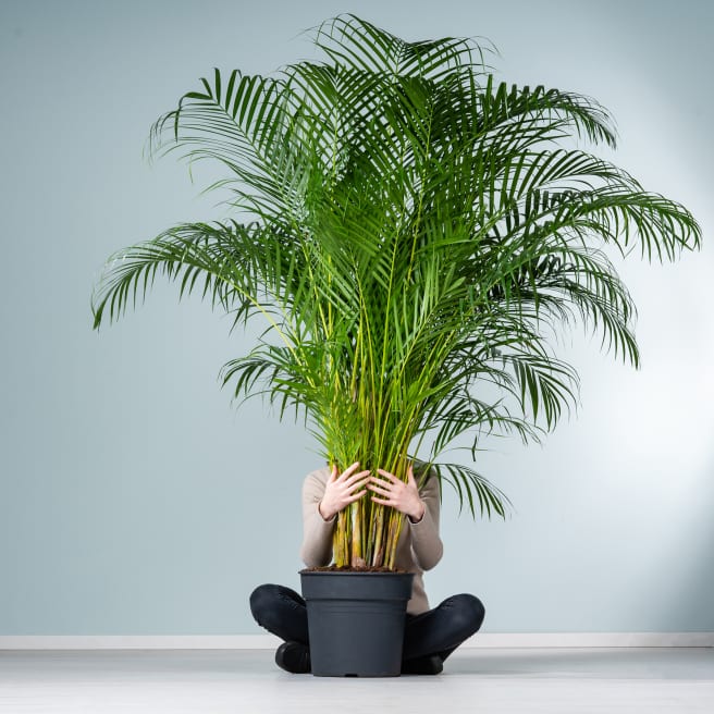 Goldfruchtpalme 'Areca' XL