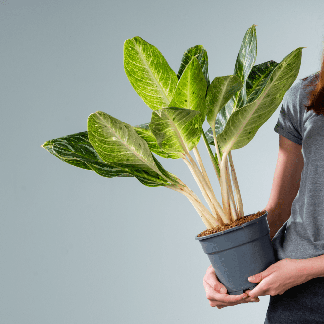 Aglaonema 'Key Lime'