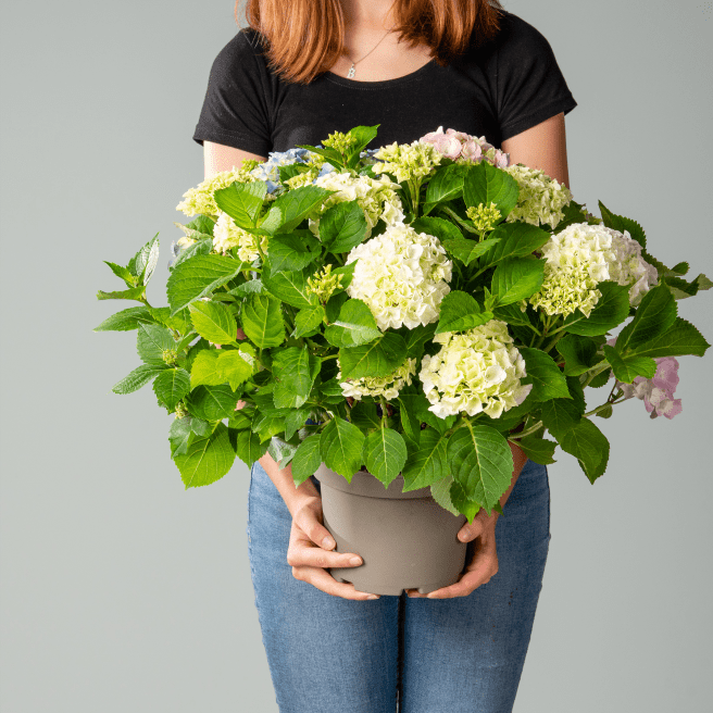 Bunte Ballhortensie - Trio