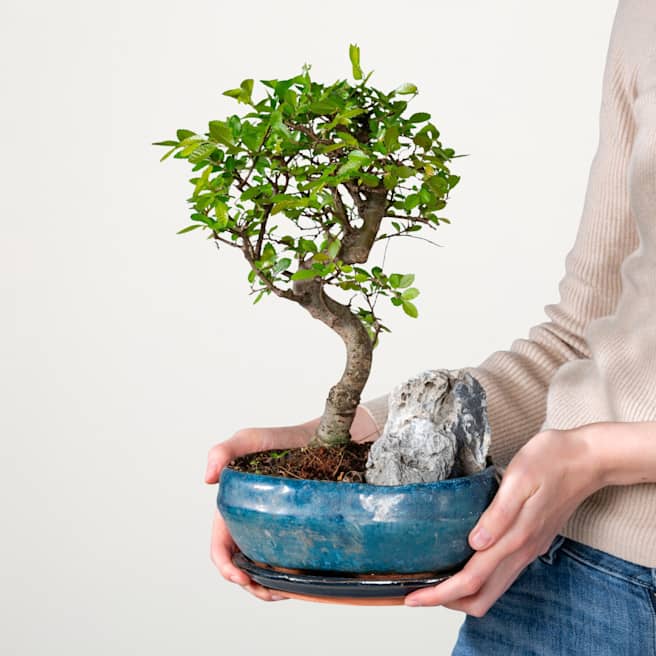 Zelkove Bonsai 'Landscape'