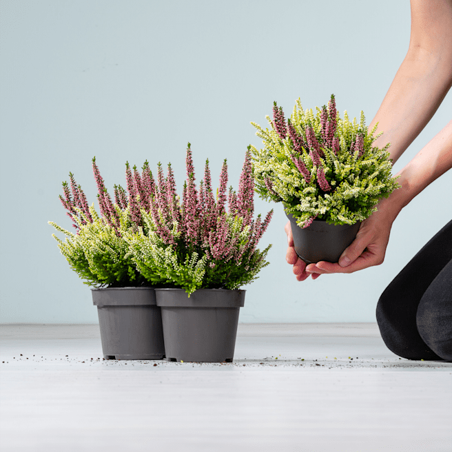 Besenheide 'Colour Crown®' rot - 3 Stück