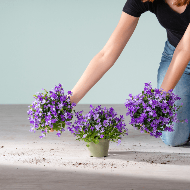 Blaue Glockenblume 'Campanula' - 3 Stück