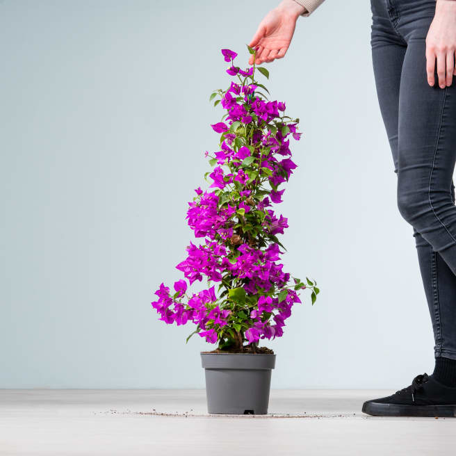 Bougainvillea 'Glabra' Pink als Blühpyramide