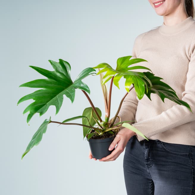 Philodendron 'Mayoi' M