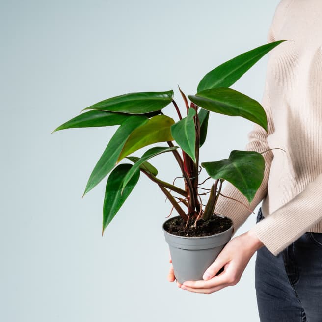 Philodendron 'Ruby'