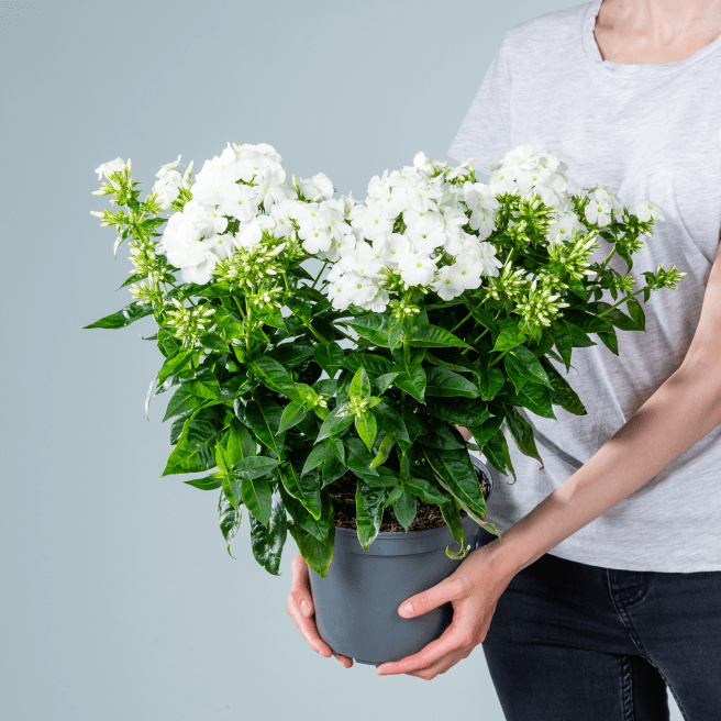 Phlox paniculata Weiß