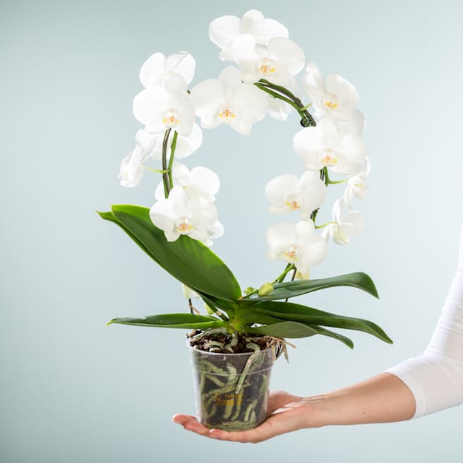 Phalaenopsis 'Tropic Snowball'