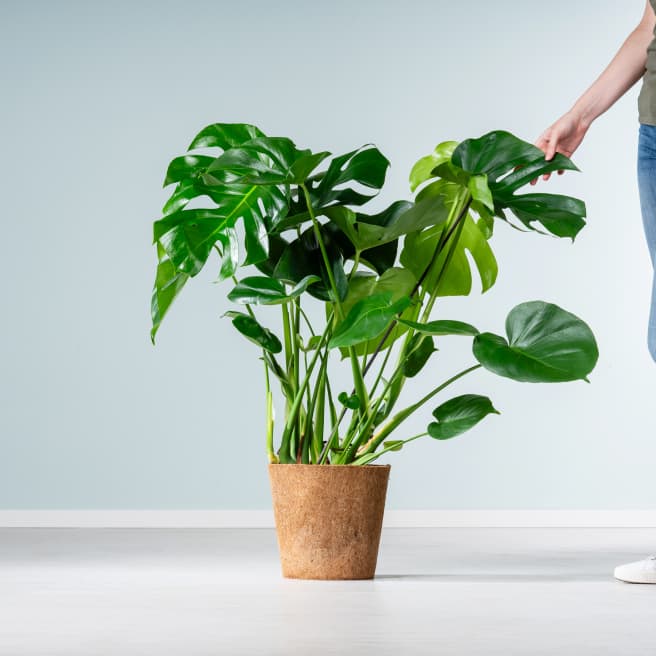 Monstera 'Deliciosa' - plastikfrei