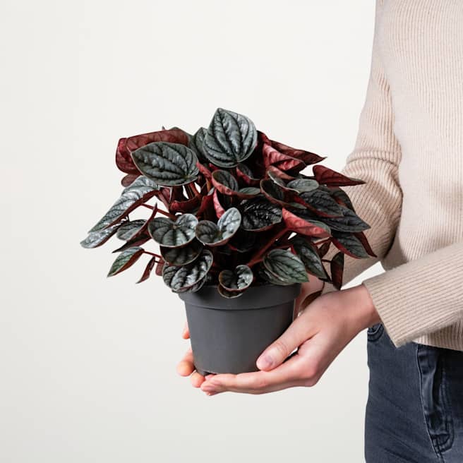 Peperomia 'Caracas'