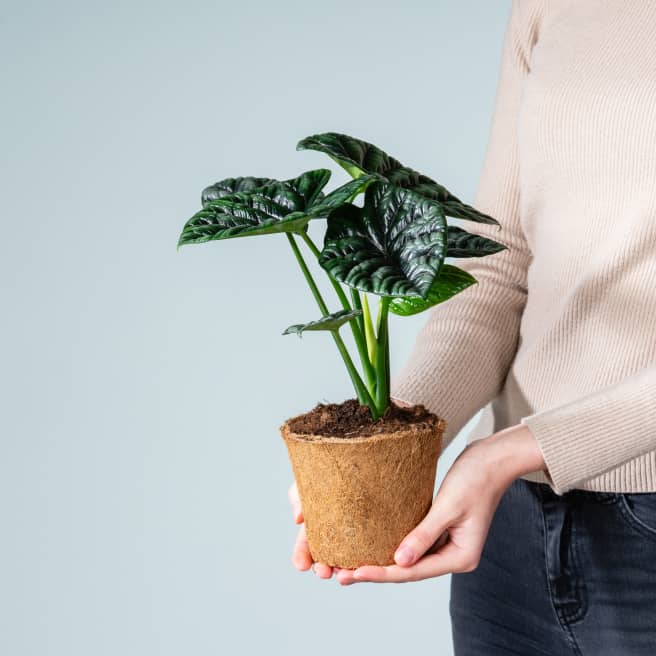 Alocasia 'Sinuata' - plastikfrei