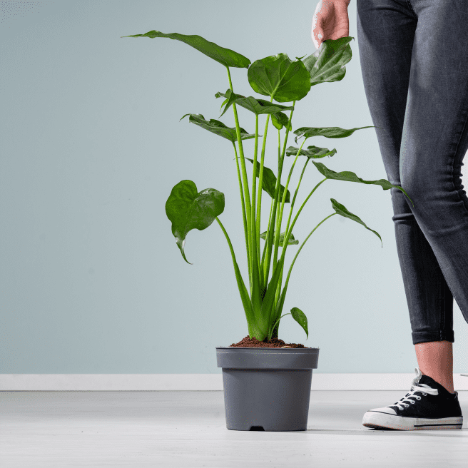 Alocasia 'Cucullata' XL