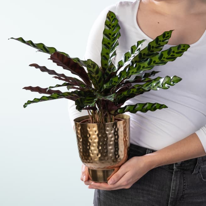 Calathea 'Insigne' - plastikfrei