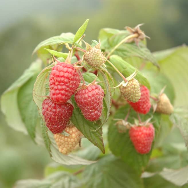 BIO Himbeere 'Schönemann'