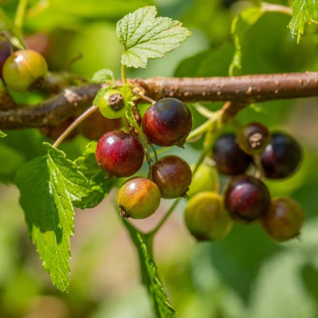 BIO Schwarze Johannisbeere 'Ben Sarek'