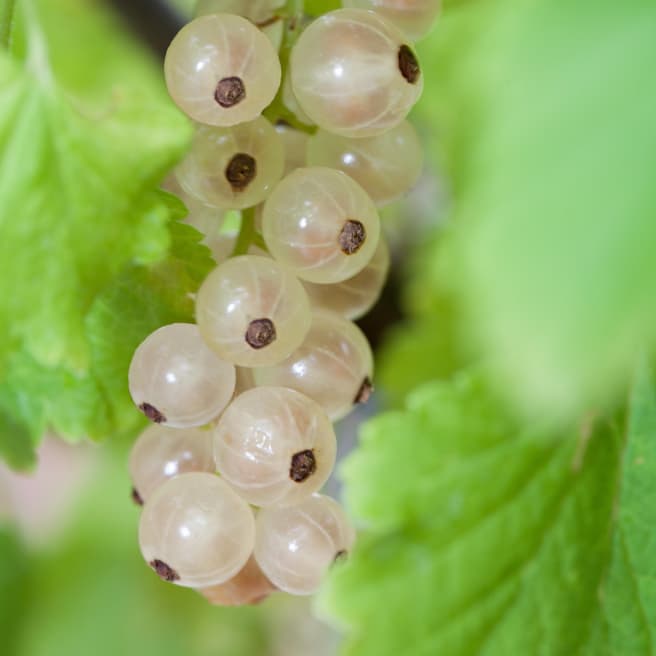 BIO Weiße Johannisbeere 'Weisse Versailler'