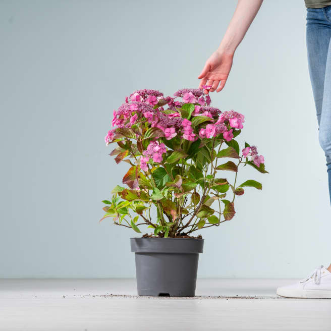 Hortensie 'Cotton Candy®'