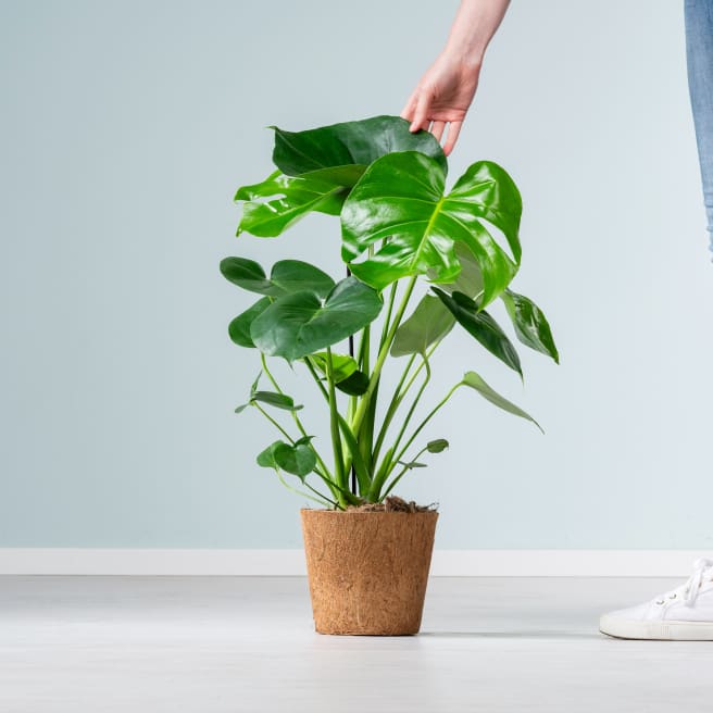 Monstera 'Taurii' - plastikfrei