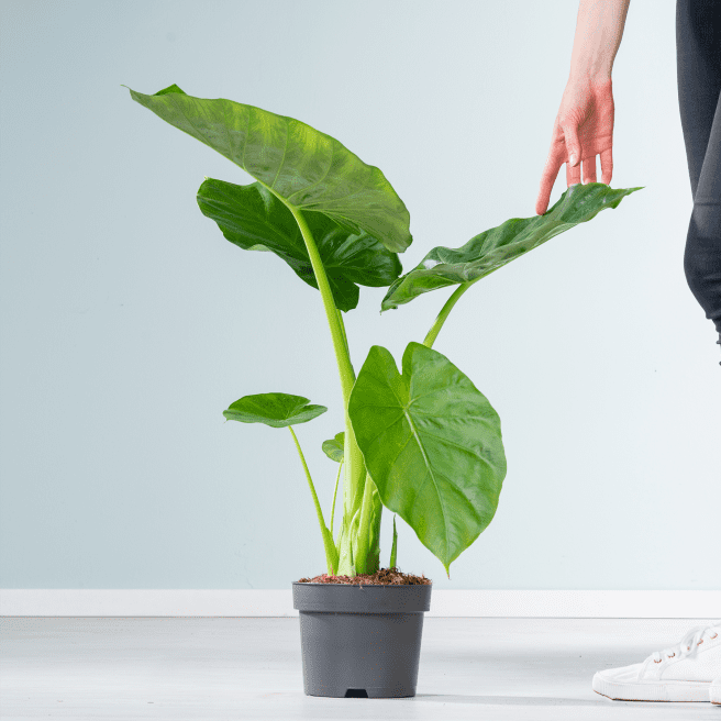 Alocasia 'Macrorrhiza'